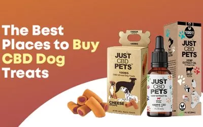 The Best Places to Buy CBD Dog Treats